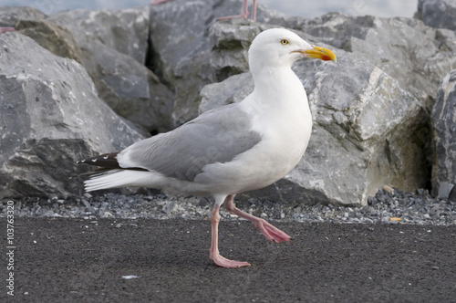 Herring gull walking