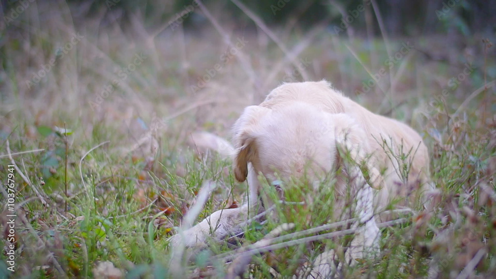 Golden retriever biting a stick in nature, slowmotion footage Golden retriever biting a stick in nature, slowmotion footage