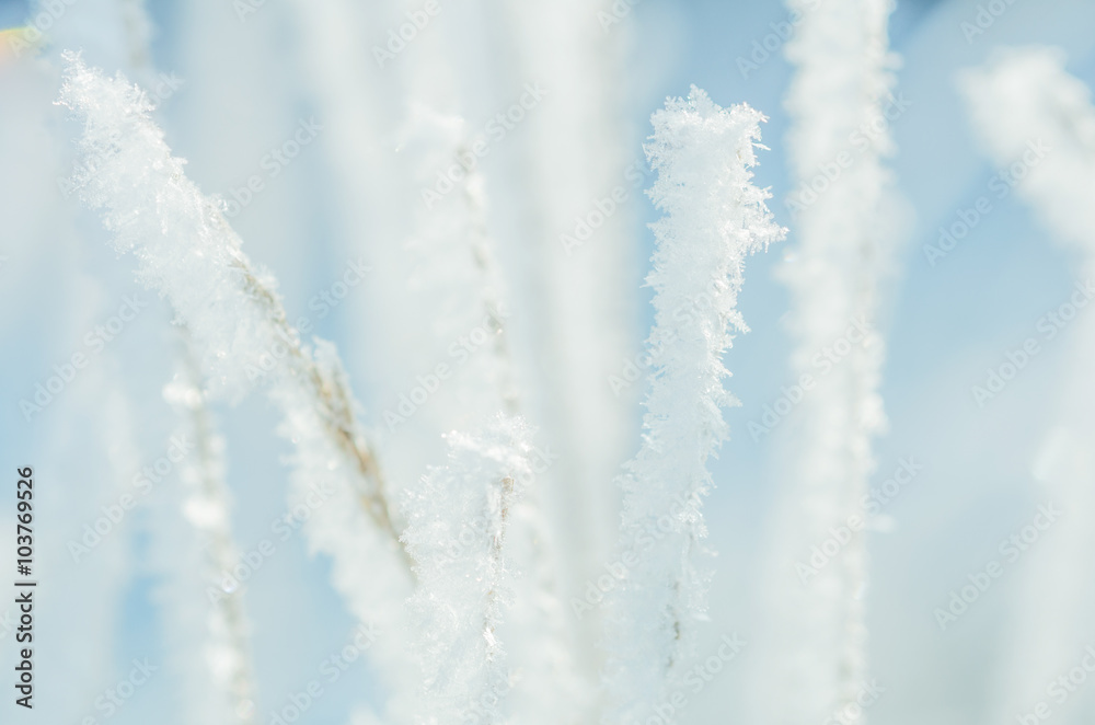Hoarfrost on grass Hoarfrost on grass