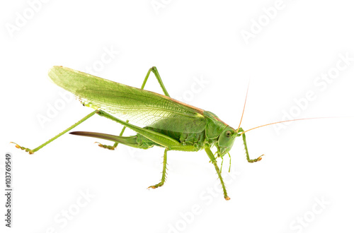 big green grasshopper isolated on white background