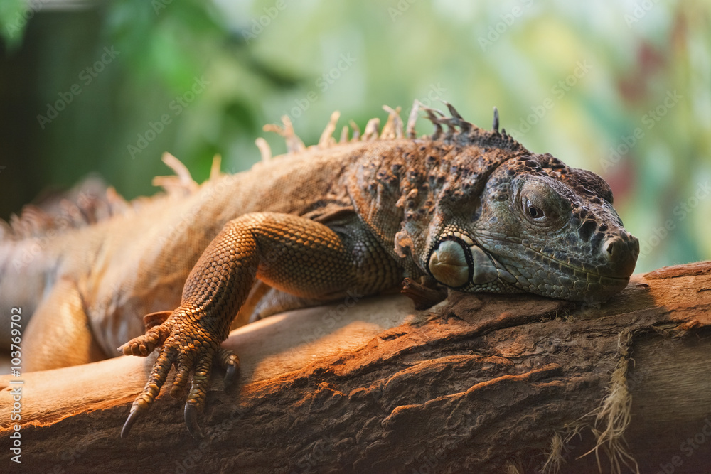 Naklejka premium big iguana on wood