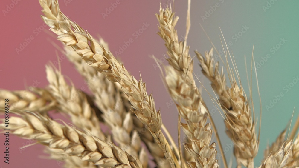 Ripe ears of wheat on red and green, rotation, close up Ripe ears of wheat on red and green, rotation, close up
