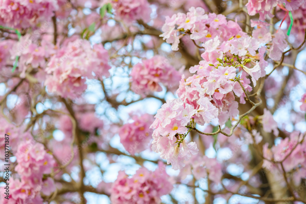 Tabebuia rosea is a Pink Flower neotropical tree Tabebuia rosea is a Pink Flower neotropical tree
