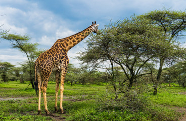 Leinwandbilder Giraffe Giraffe frisst Akazienblätter in Serengeti  © vermontalm