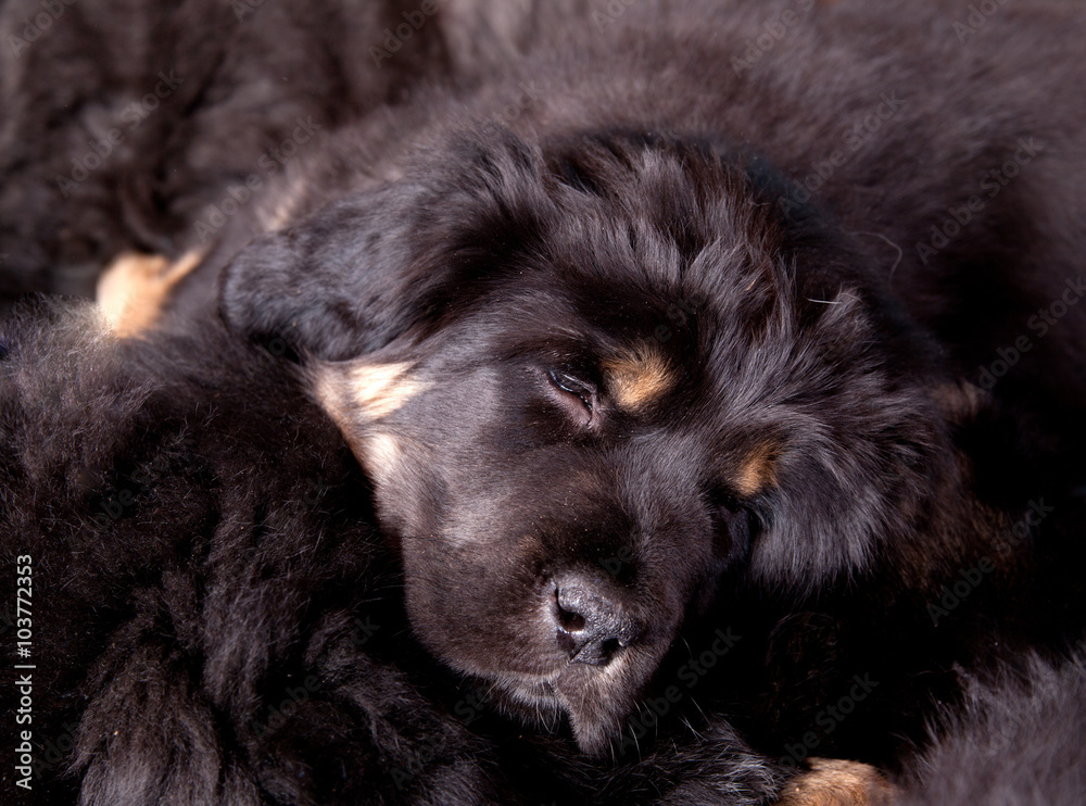 Fototapeta premium Tibetan mastiff puppys sleeping