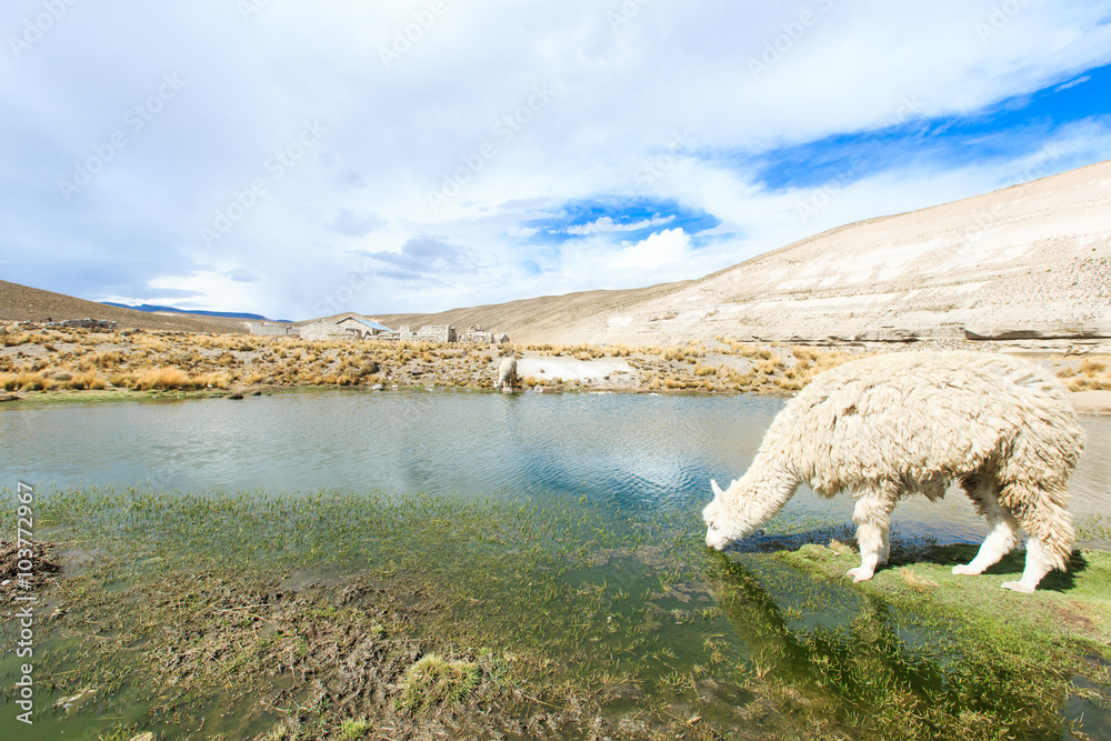 Obraz premium lamas in Andes,Mountains, Peru