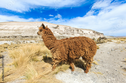 lamas in Andes,Mountains, Peru