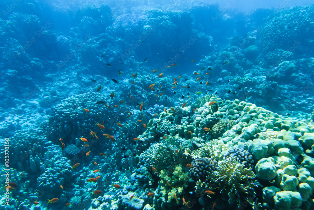 Tranquil underwater