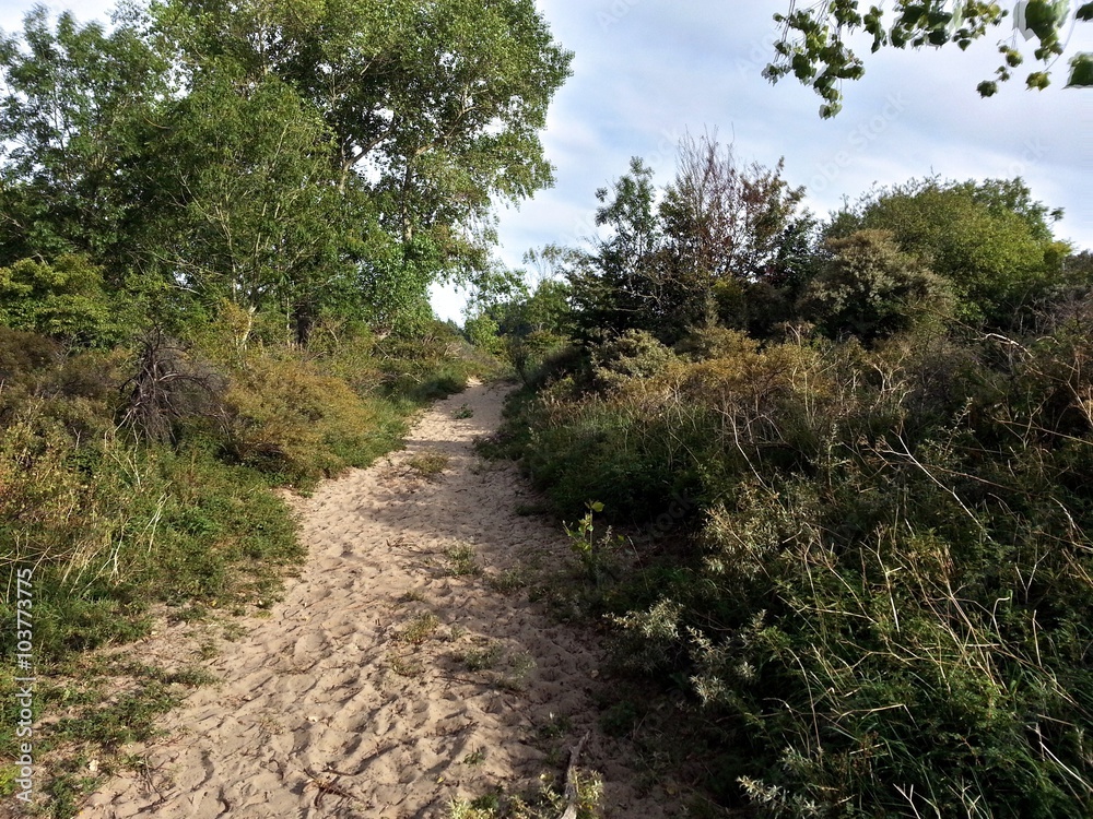 Fototapeta premium Dünen - Belgien