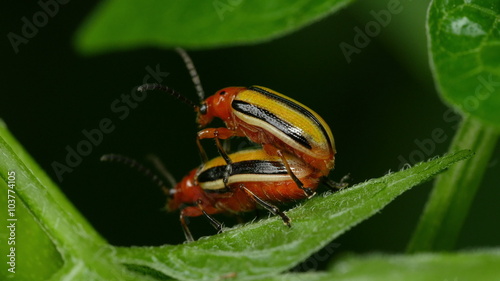 4K Three-lined Potato Beetle (Lema daturaphila) - Mating Pair 5 photo