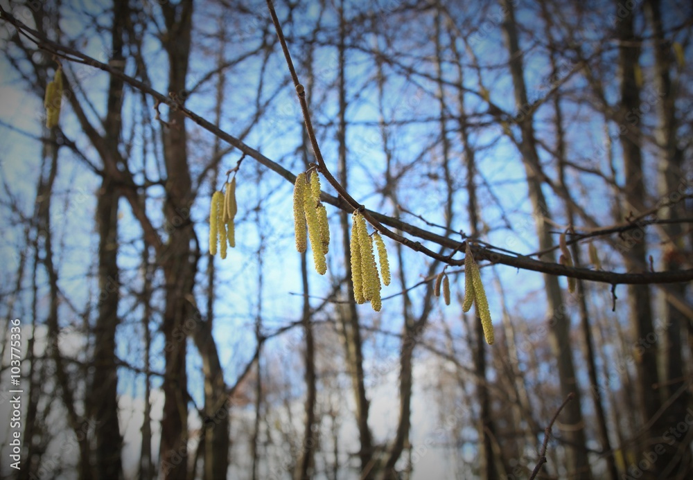 Hazel twigs in sunny day Hazel twigs in sunny day