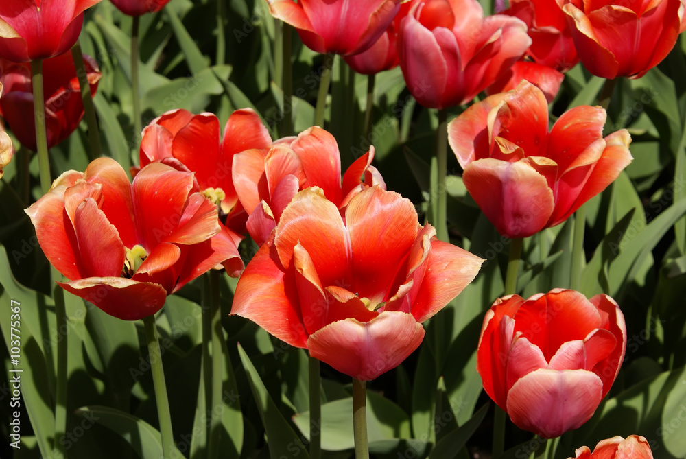 Red tulips Red tulips