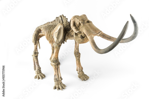 Skeleton of a mammoth