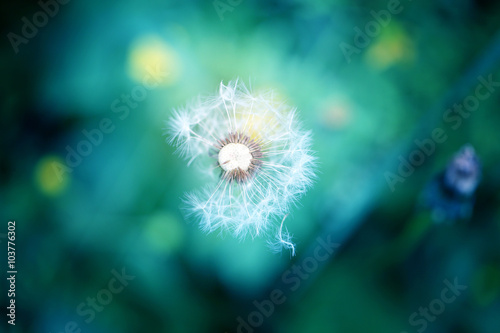 photo lovely dandelion
