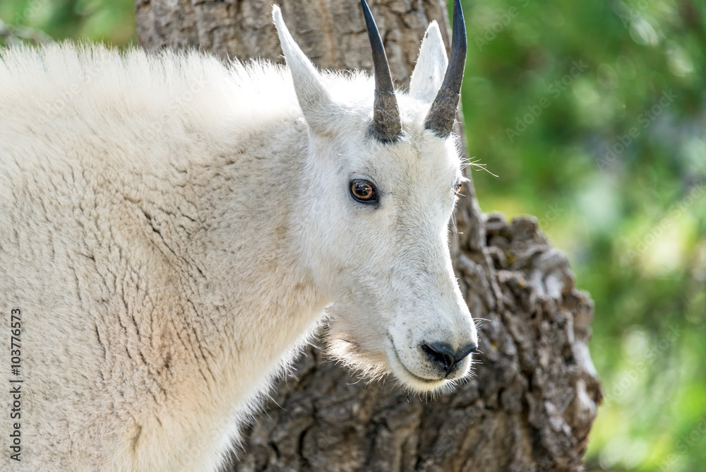 Closeup of the face of a rocky mountain goat in Custer State Park in South Dakota