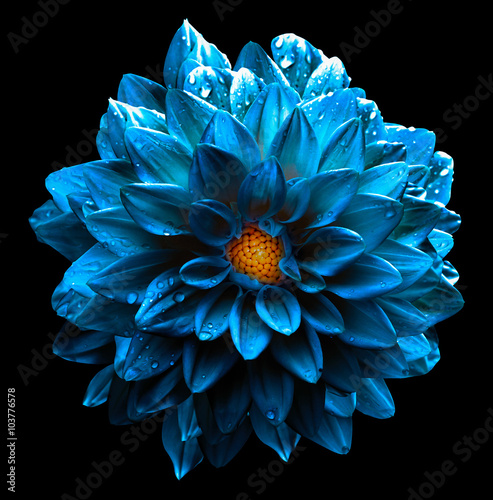 Surreal wet dark chrome turquoise and yellow and white flower dahlia macro isolated on white