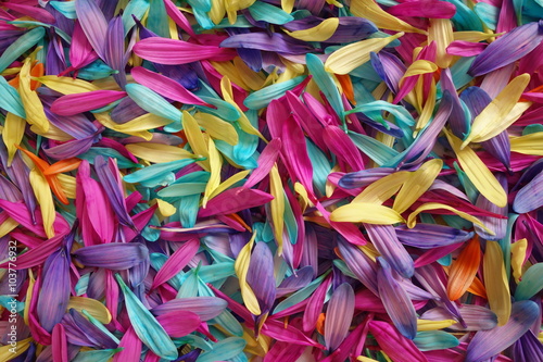 Spring Flower Petals