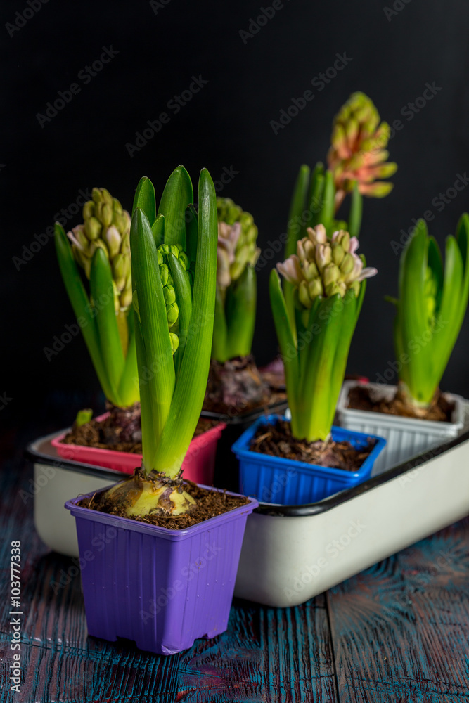 Fototapeta premium Beautiful spring flowers hyacinth