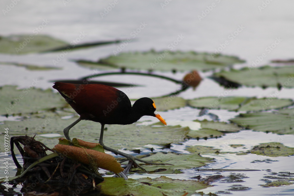 Jesus Christ bird, or Jacanau Stock Photo | Adobe Stock