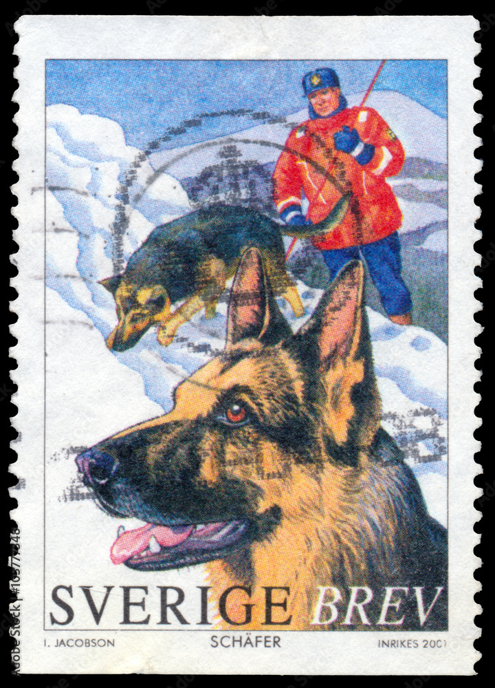 Stamp printed in the Sweden shows German shepherd