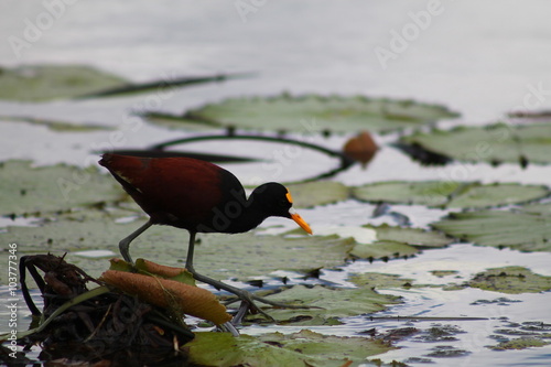 Jesus Christ bird, or Jacanau