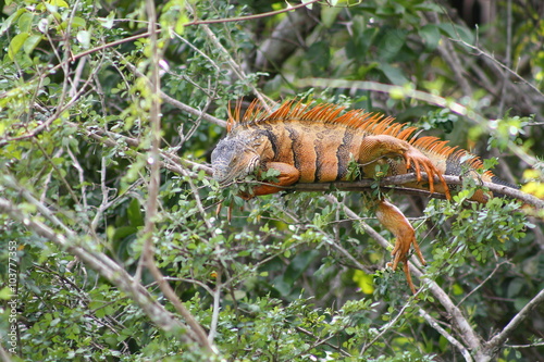 Big Typical Orange Lizard on the Wood