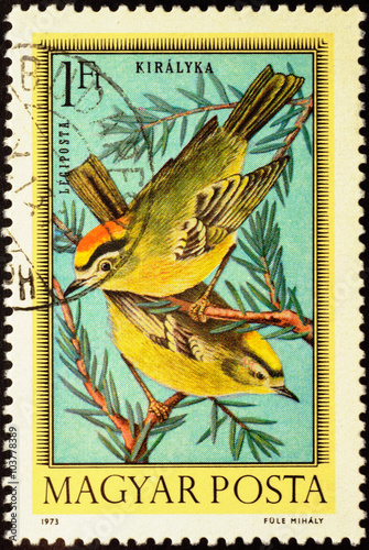 Firecrest (Regulus ignicapillus) on postage stamp photo