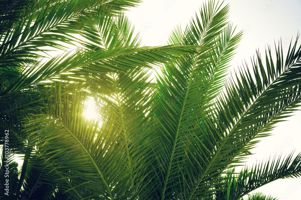 Fototapeta premium palm tree