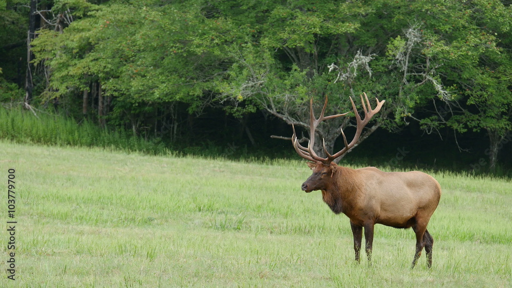 4K Bull Elk (Cervus canadensis) Standing and Watching 1