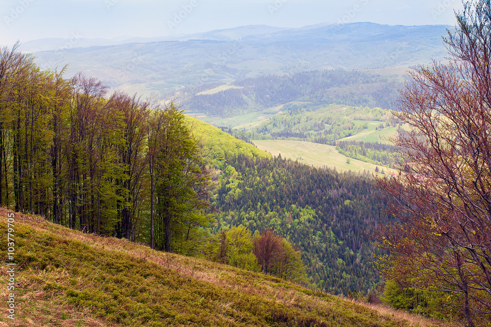 landscape of a mountains with fir-tree and green valley with tre landscape of a mountains with fir-tree and green valley with tre