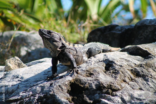 The land iguana on the stone. Close-up portrait