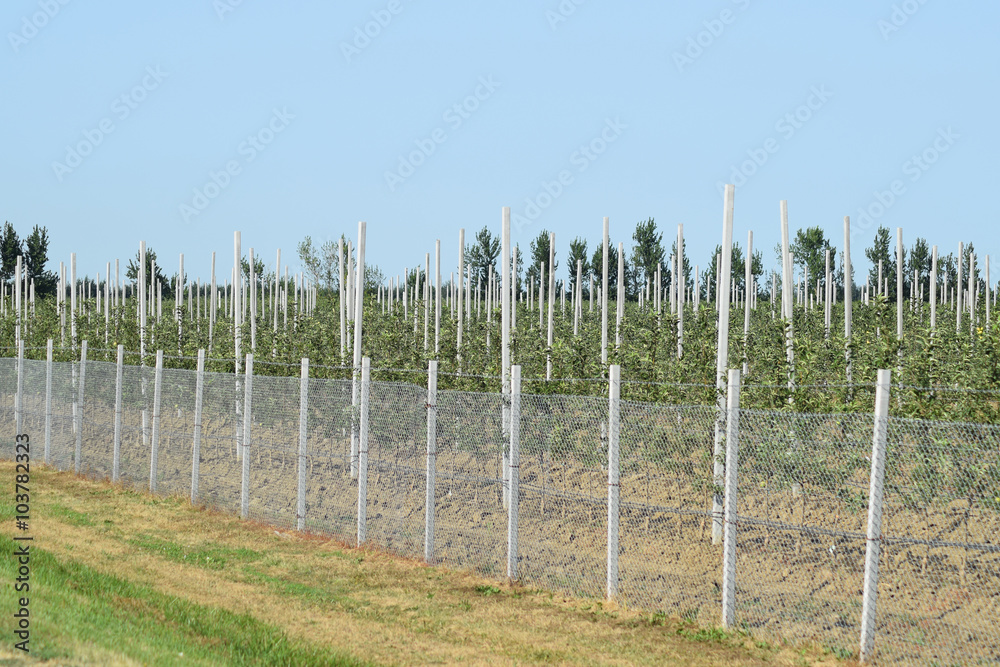 Obraz premium Young apple orchard