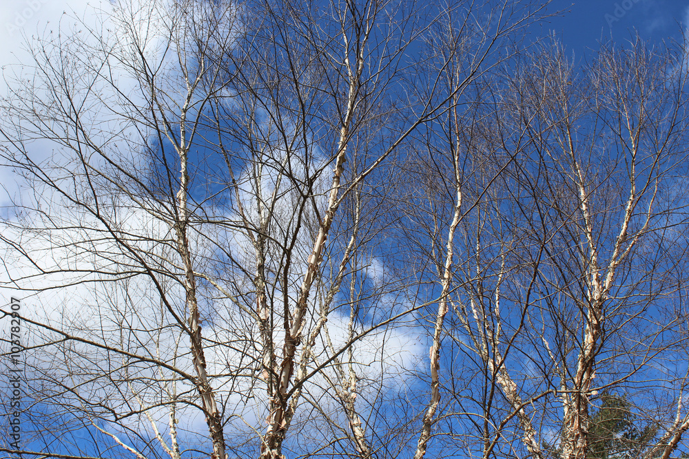 winter tree on a sunshine day