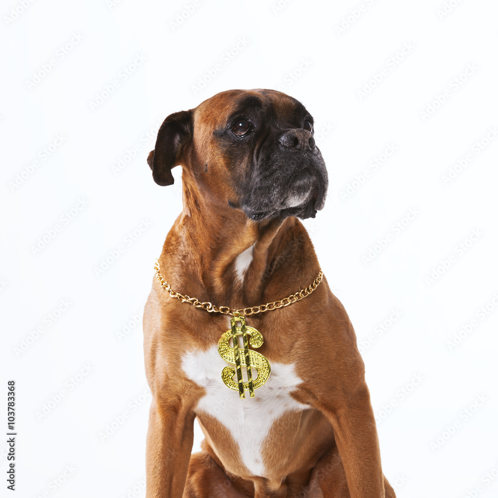 Rapper boxer dog Rapper boxer dog