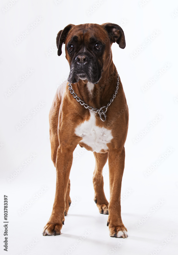 Brown boxer dog
