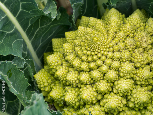 Broccoflower - Romanesco green cauliflower, home grown in garden photo