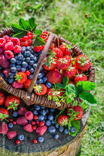 Berry fruits in basket in garden