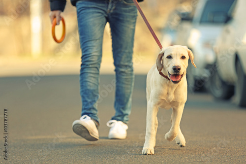 Owner and Labrador dog walking in city on unfocused background photo