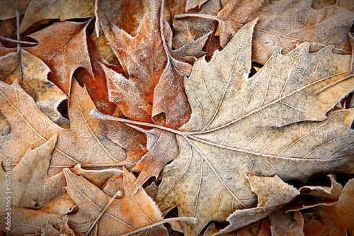 Frozen leaves close up. Natural background