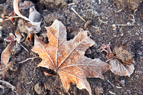 Frozen leaf close up. Natural background