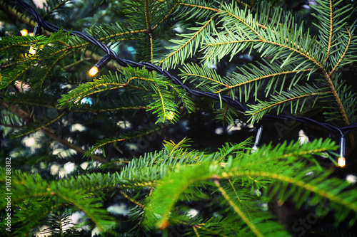 Christmas fir tree closeup