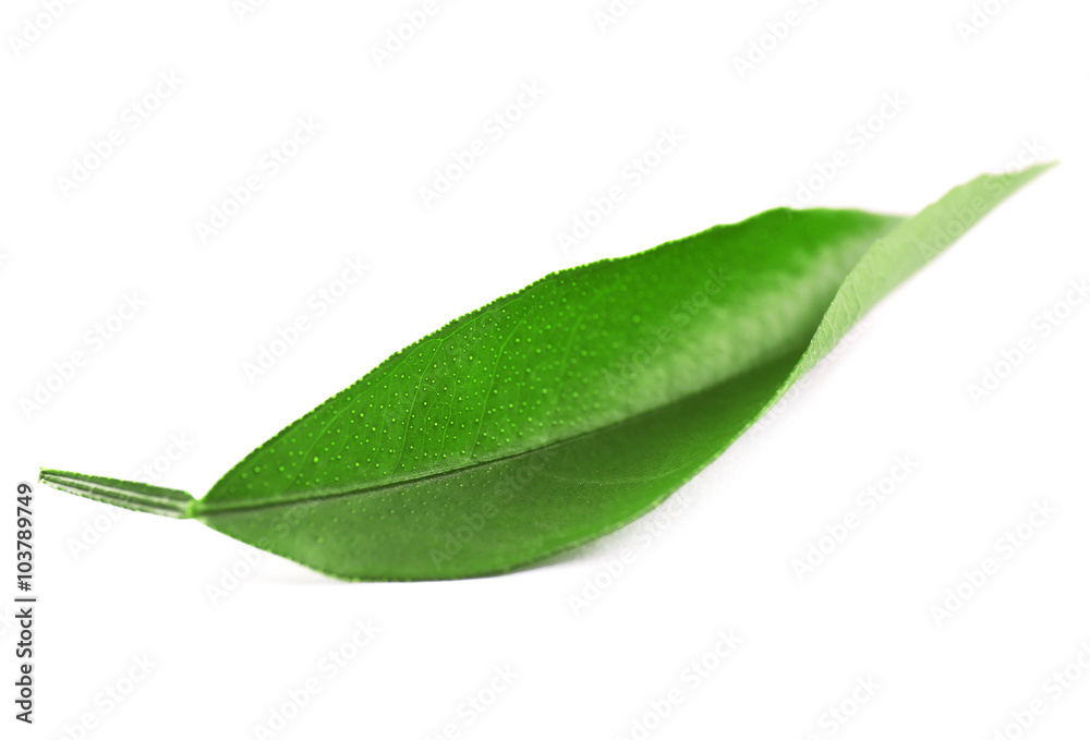 Obraz premium Ficus leaf, isolated on white