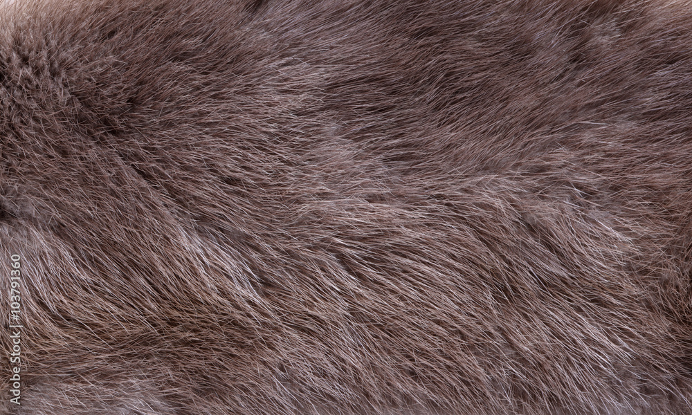 Close up of animal hair