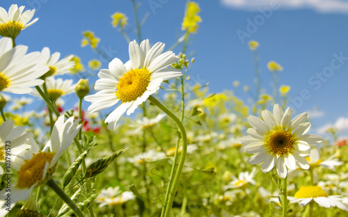 Summer wildflowers
