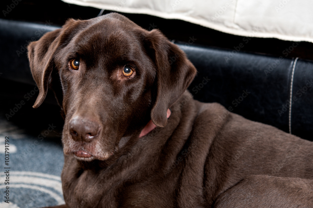 Pretty Chocolate Lab in a bedroom at foot of bed Pretty Chocolate Lab in a bedroom at foot of bed