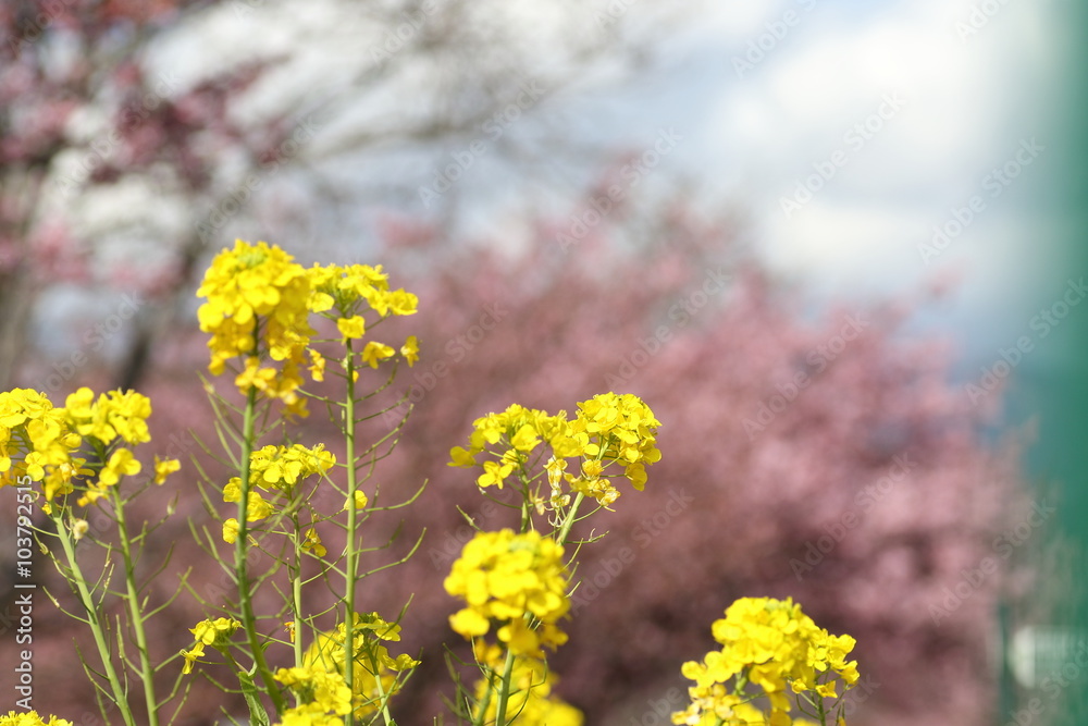 河津桜と菜の花 河津桜と菜の花