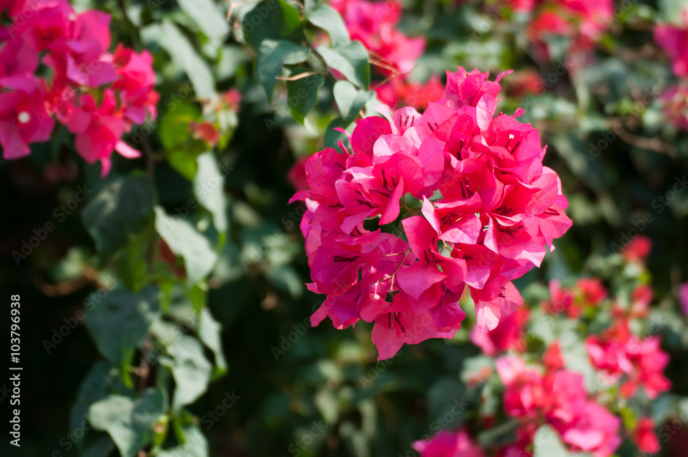 red bougainvillea on evening red bougainvillea on evening
