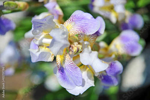 Iris flower, close up photo