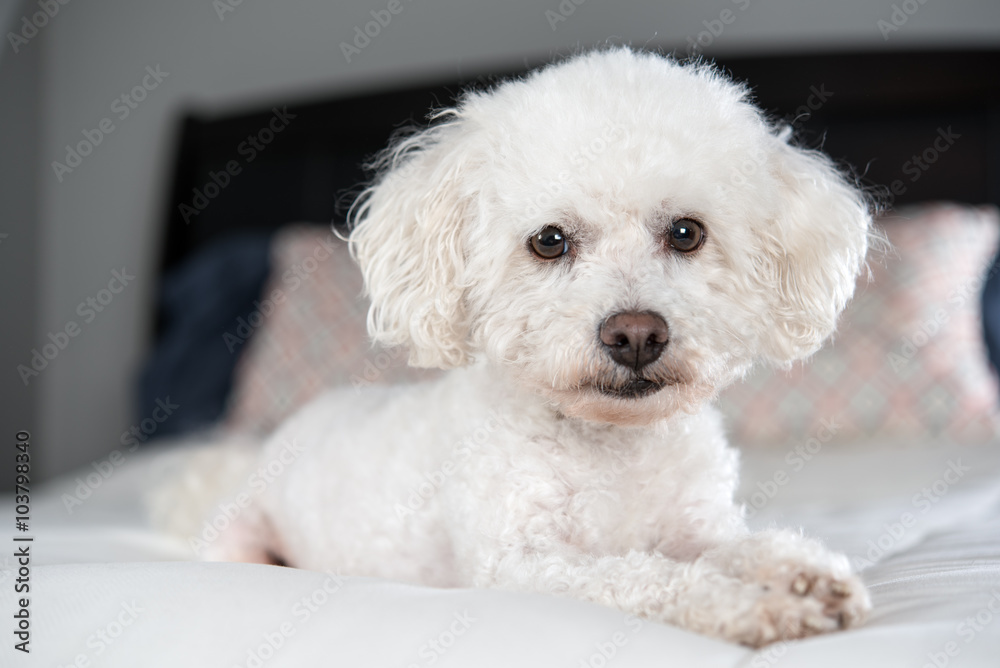 Fototapeta premium White Bichon Frise on a bed with white comforter 