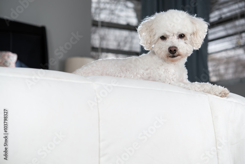 Valokuvatapetti White Bichon Frise on a bed with white comfortor